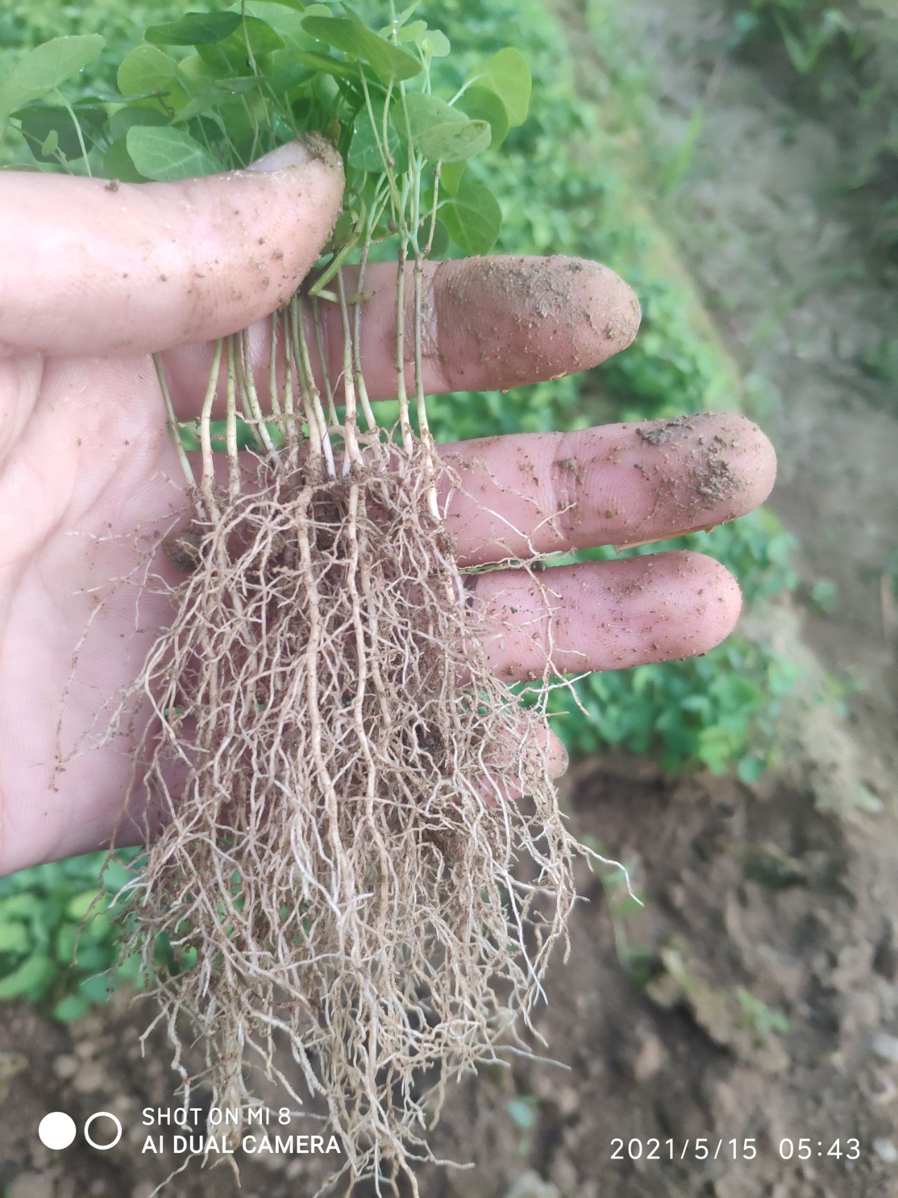 江西粉防己种苗，基地一手直发，提供多年成熟种植技术！